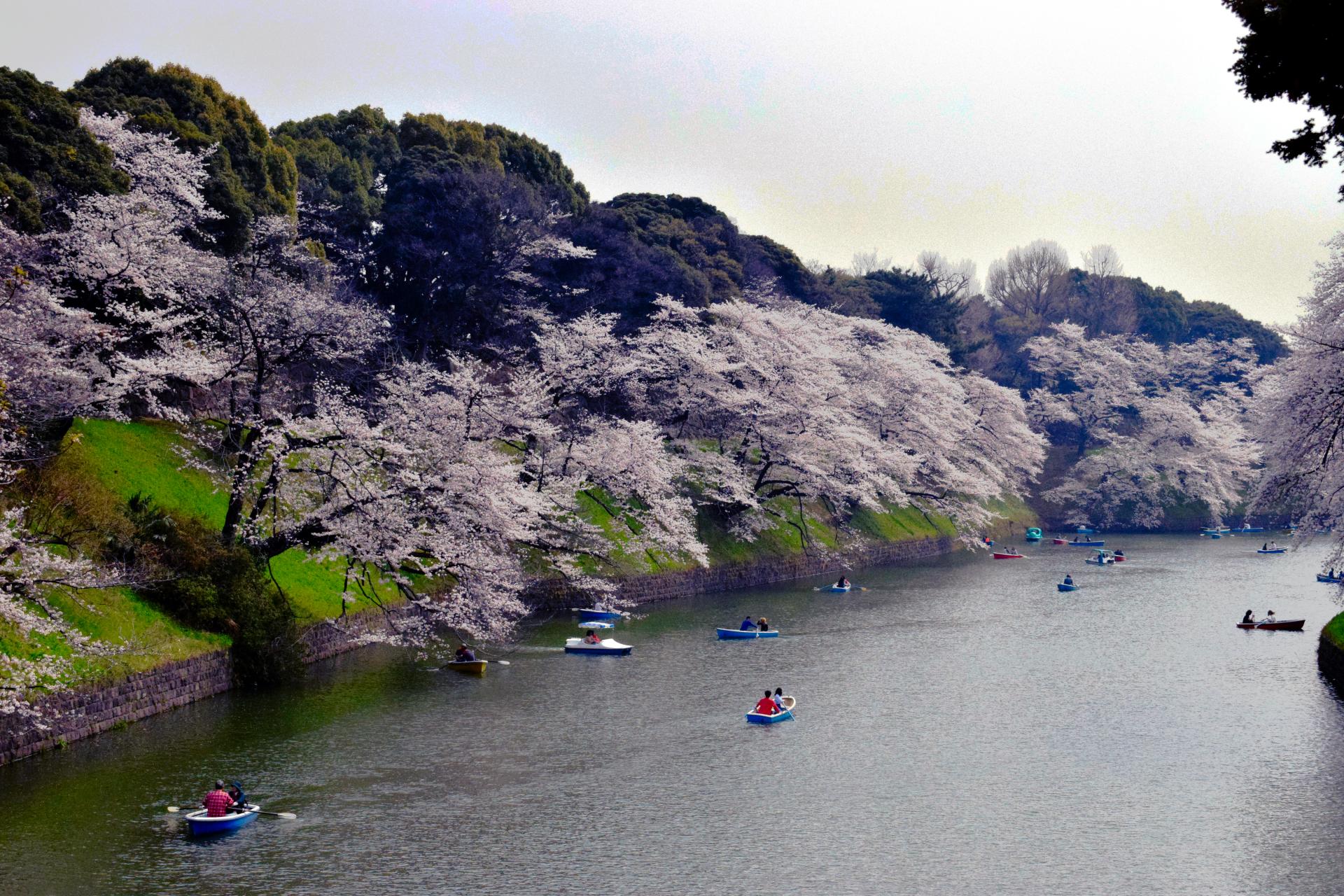 sakura_not_that_crowded